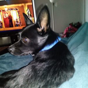 Meet your Posher, Fenton